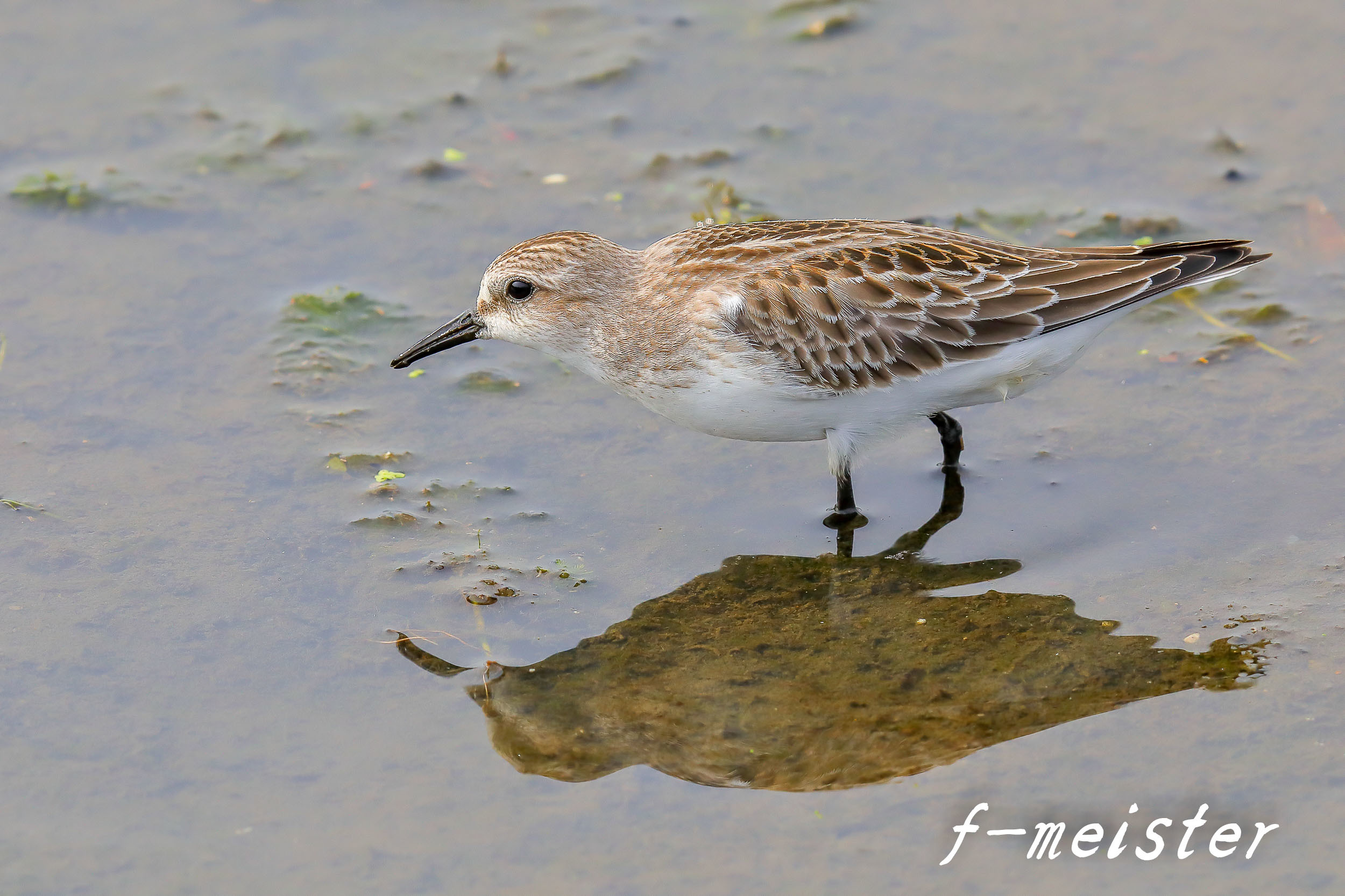 地元のお池シリーズ、朝陽のトウネン(2017年9月14日)_d0359405_05310269.jpg