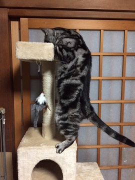 ３代目キャットタワー_e0340012_20501283.jpg