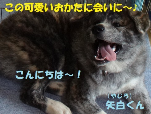 群れ意識醸成中 もももの部屋 怖がりゆえに攻撃的な秋田犬のタイガ 老犬雑種のベスの共同生活 保護活動の記録です 時々お空のモカも登場