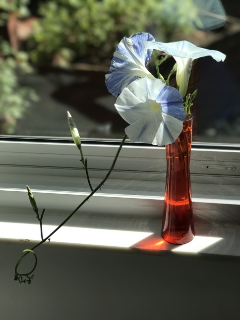 やっぱり有毒 🥶ご注意ください。_b0365715_04512467.jpg