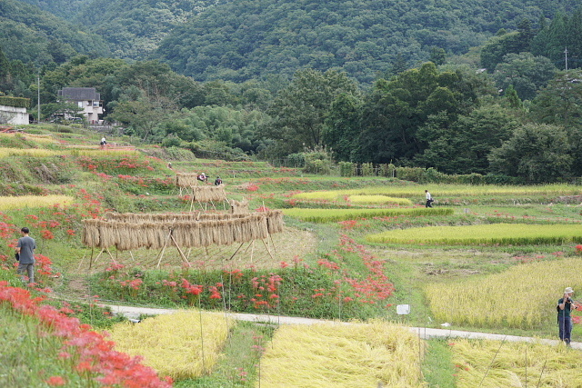 2017  秩父・横瀬町　寺坂棚田彼岸花まつり_a0105819_10031656.jpg