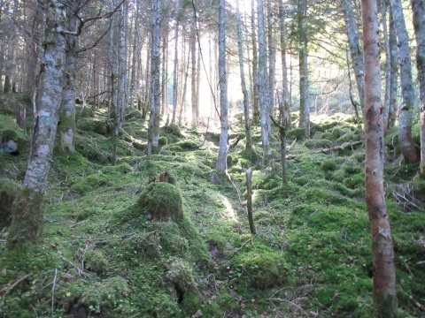 f0149422_16541532.jpg