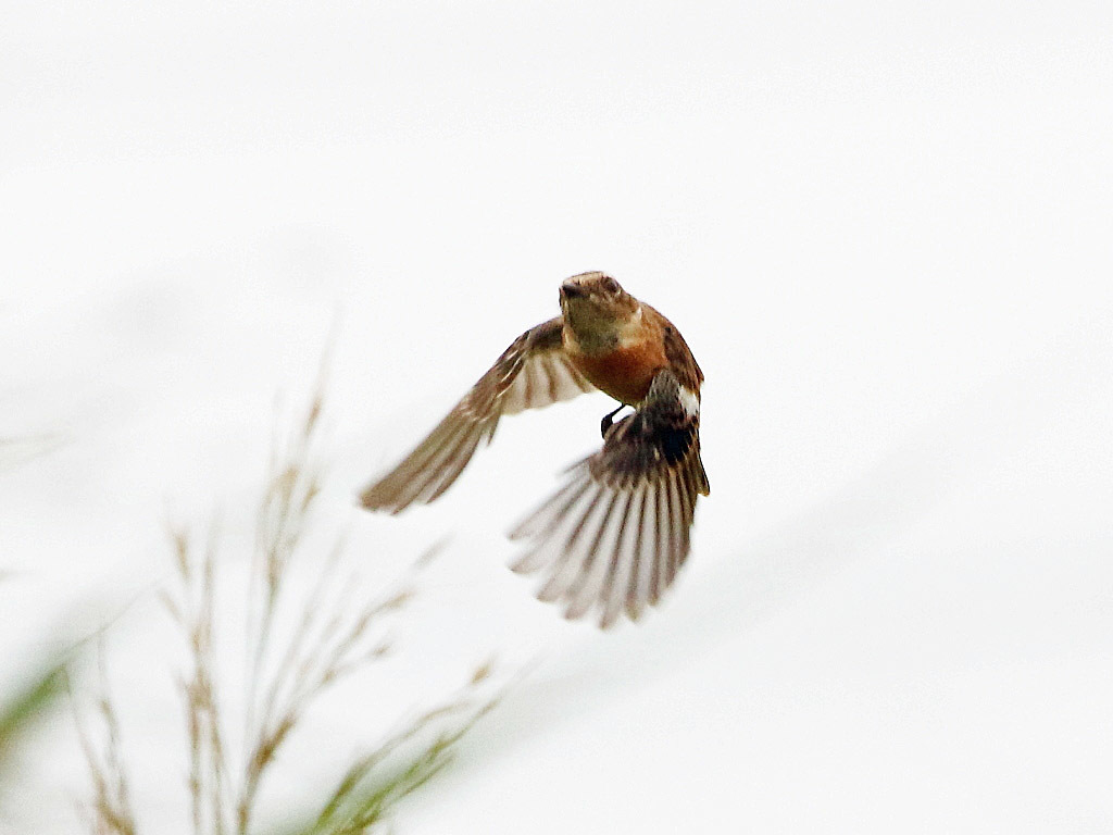 今日の鳥見　セッカ　ノビタキ_f0368325_18353199.jpg