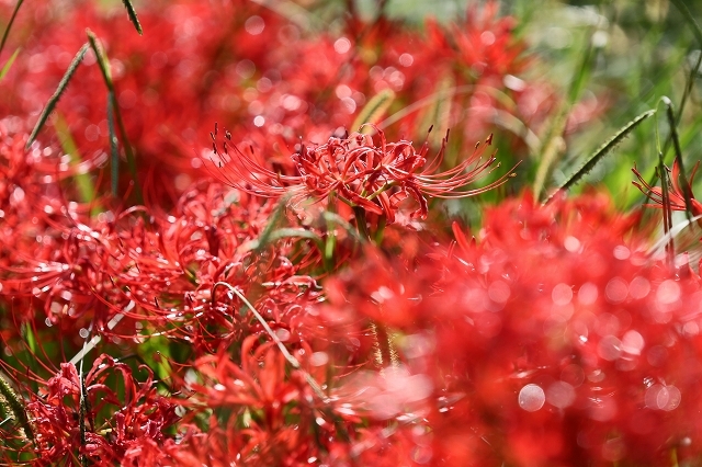 a0242438_21451734.jpg