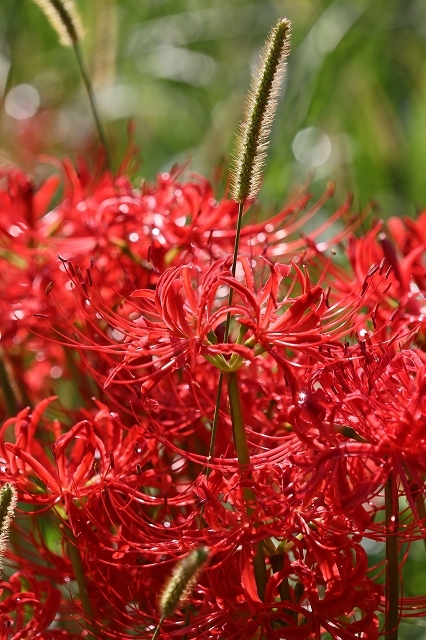 a0242438_21452919.jpg
