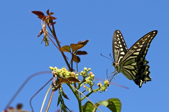 a0242438_21472651.jpg