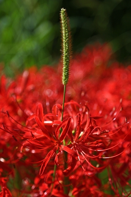 a0242438_21480122.jpg