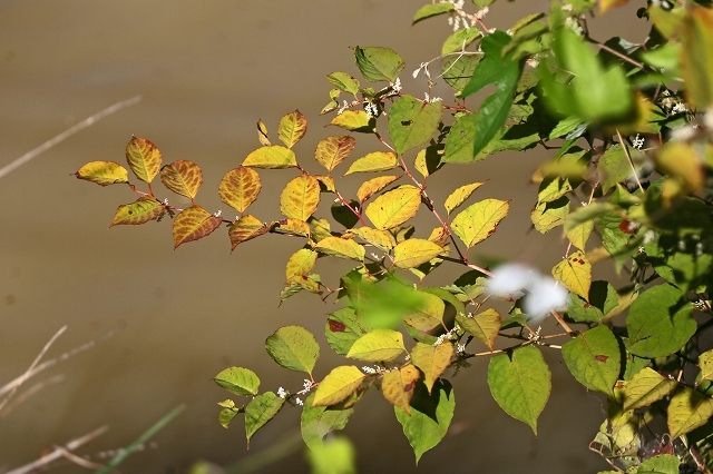 a0242438_21505138.jpg