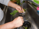 c0203348_18110827.gif
