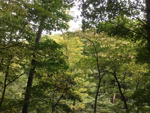 札幌円山、リハビリ登山_e0326953_22094125.jpg