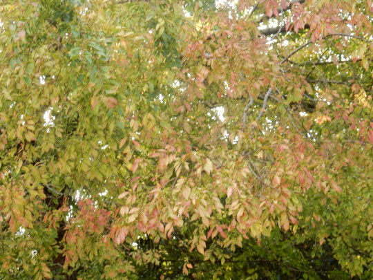 ’17,9,27(水)紅葉をみつけに~!_f0060461_10295265.jpg