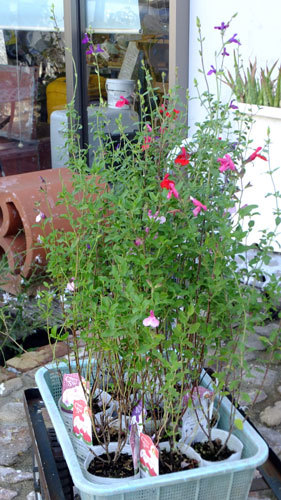 f0260167_08503230.jpg