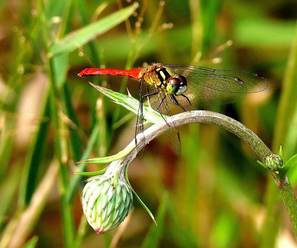 b0320769_16093307.jpg