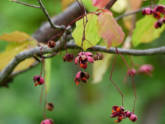 ９月 ・ ツリバナ（吊花） - 野に咲く北国の花