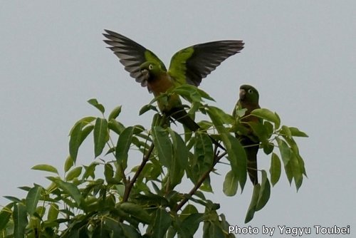 ベリーズ　背景はマングローブの繁る川_b0132475_20133958.jpg