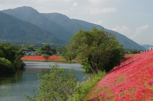 津屋川の彼岸花_a0235077_04063177.jpg