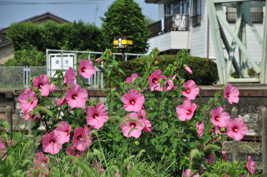 夏の花とサンドイッチ電車_d0248784_18482628.jpg