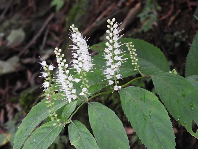 f0357487_20522689.jpg