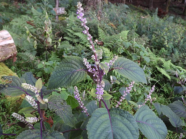 f0357487_21181121.jpg