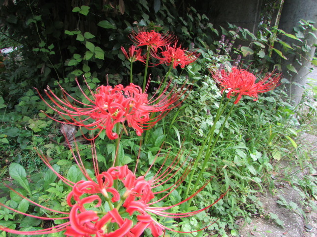 c0335990_06582086.jpg