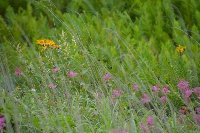 c0124100_17164199.jpg