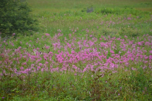 c0124100_17165064.jpg