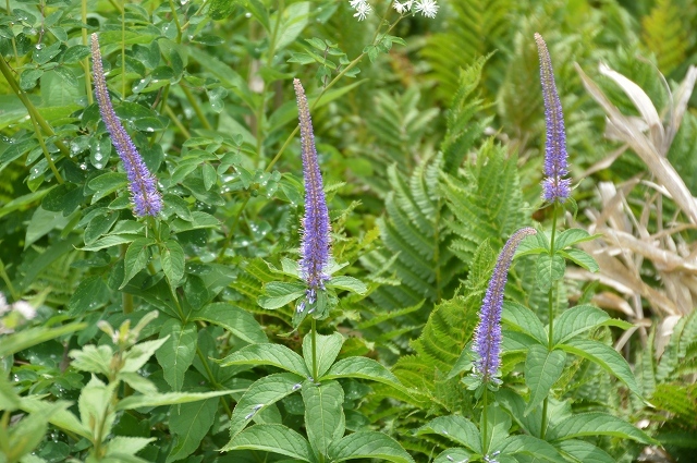c0124100_17171548.jpg