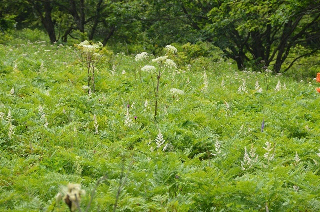 c0124100_17171834.jpg