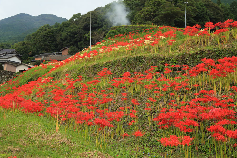 炭山の棚田(動画あり)_e0093903_21215624.jpg