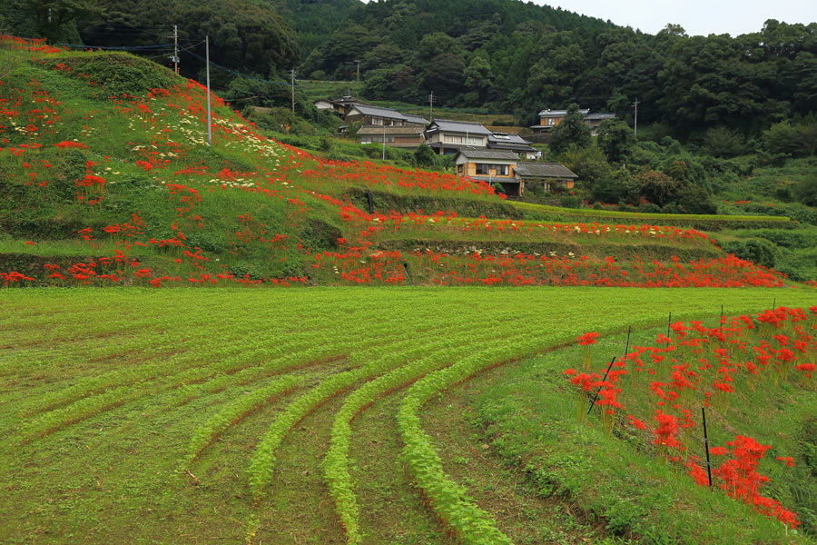 炭山の棚田(動画あり)_e0093903_21220599.jpg