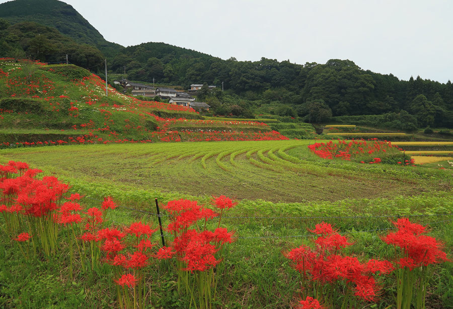 炭山の棚田(動画あり)_e0093903_21223577.jpg