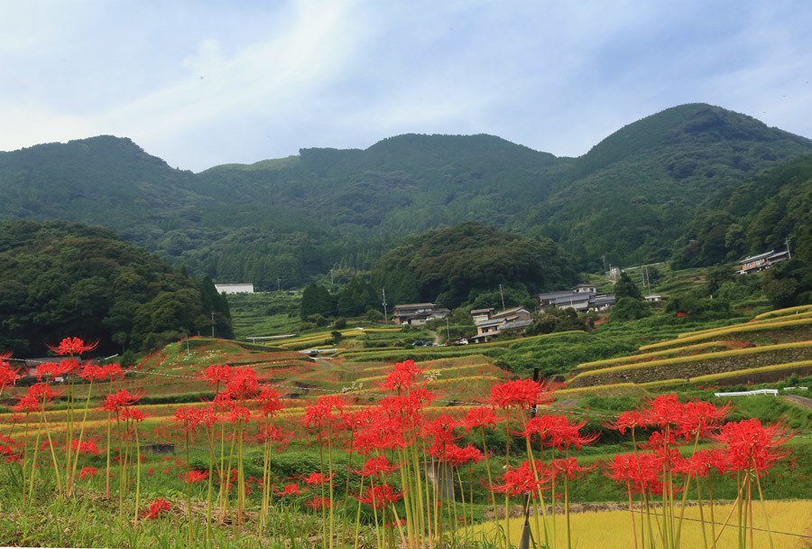 炭山の棚田(動画あり)_e0093903_21224360.jpg