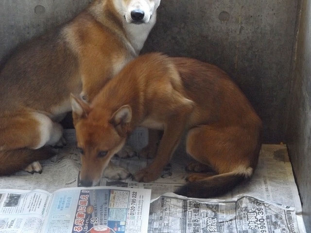 9/26センターレポート　子犬舎　　　　　９頭_f0078320_15565811.jpg