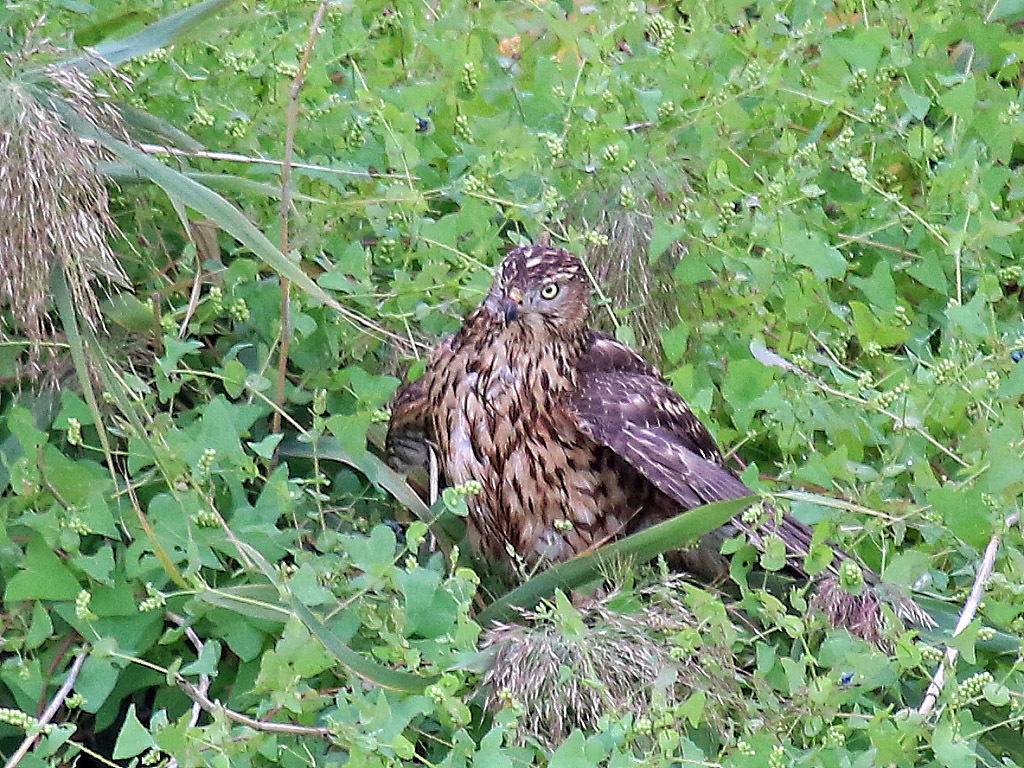 k今日の鳥見　池島　オオタカ_f0368325_21271864.jpg