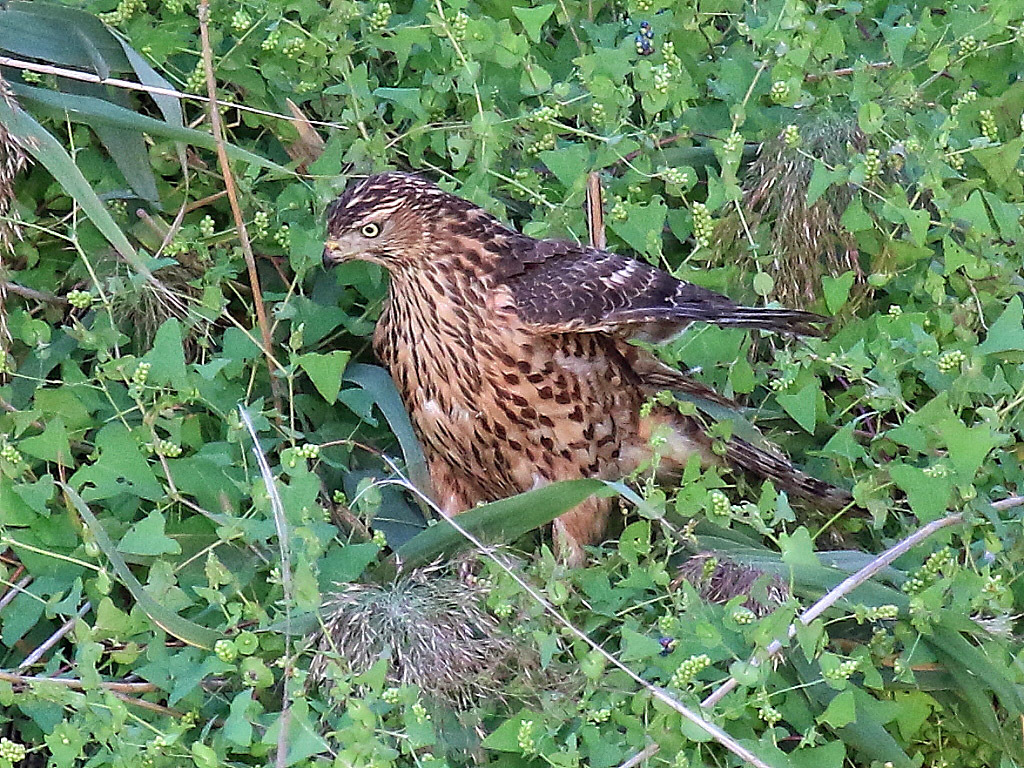 k今日の鳥見　池島　オオタカ_f0368325_21281244.jpg