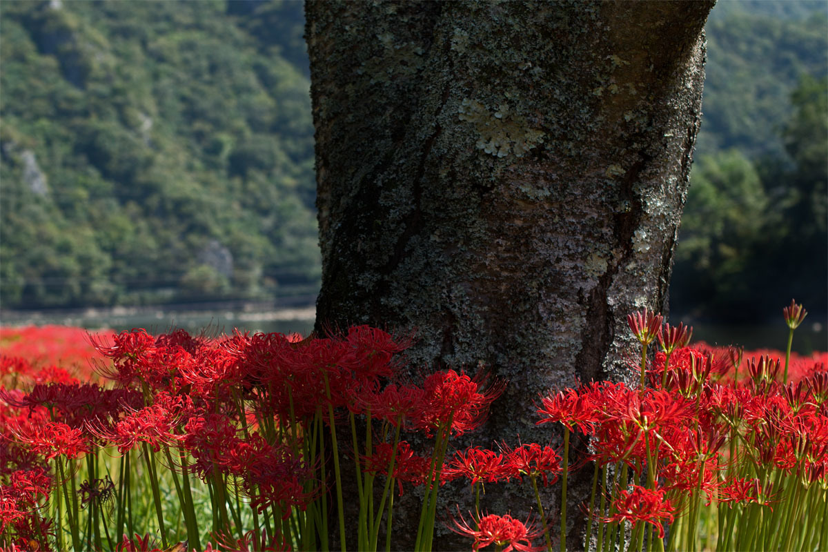 彼岸花ほか_d0029829_05340451.jpg