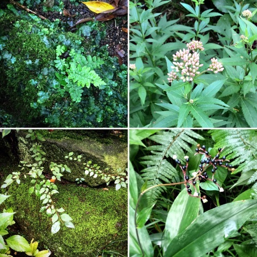 苔の芳香　根津美術館庭園_e0243332_20232674.jpg