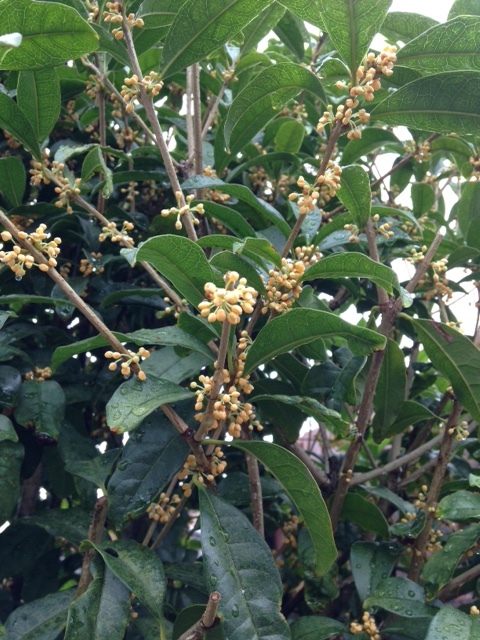 a0116439_19140415.jpg