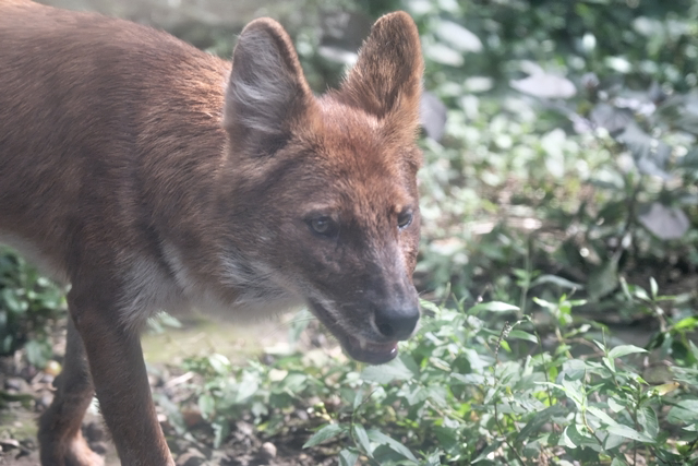 イヌ科の2種 動物園に嵌り中 イヌ科の2種 動物園に嵌り中
