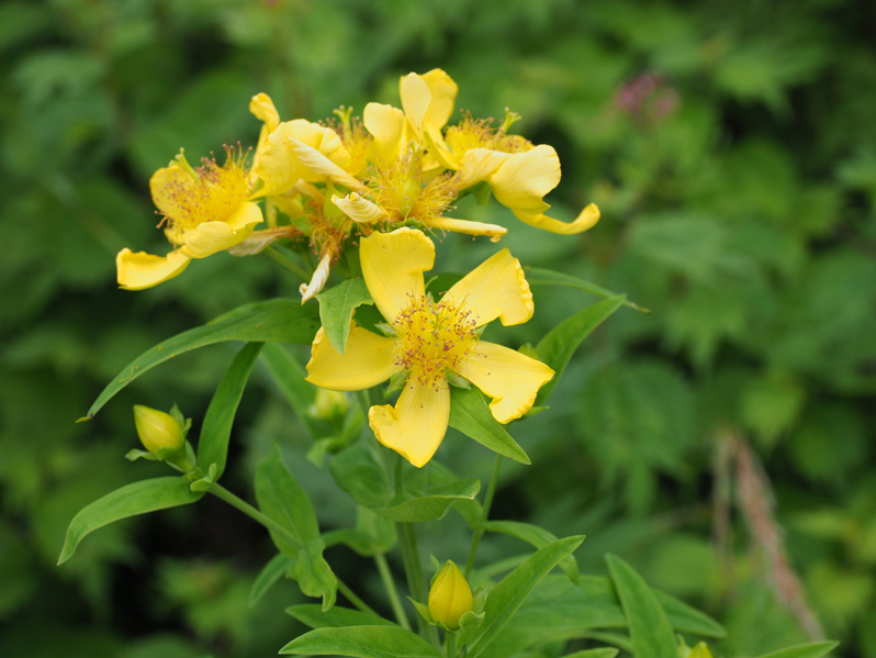 コオニユリなど中型の花たち 　～伊吹山の自然（５）_f0140054_08145335.jpg