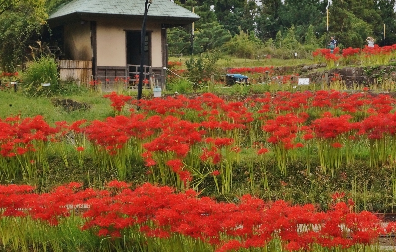 浜寺公園 ばら庭園に咲く彼岸花 たんぶーらんの戯言 浜寺公園 ばら庭園に咲く彼岸花 たんぶーらんの戯言