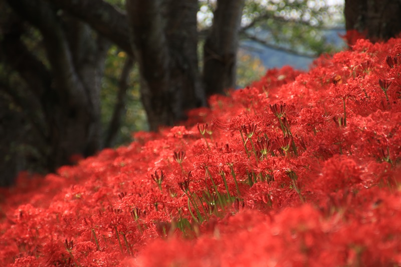 土手を真っ赤に埋め尽くす曼珠沙華♪_a0167759_13522077.jpg