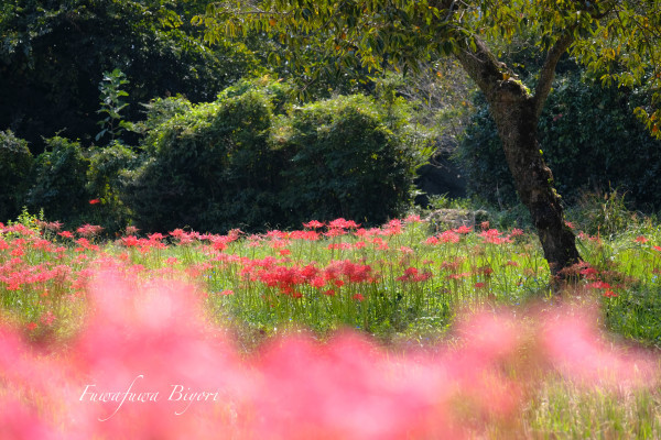 秋の花 ＊＊_d0344864_18532898.jpg