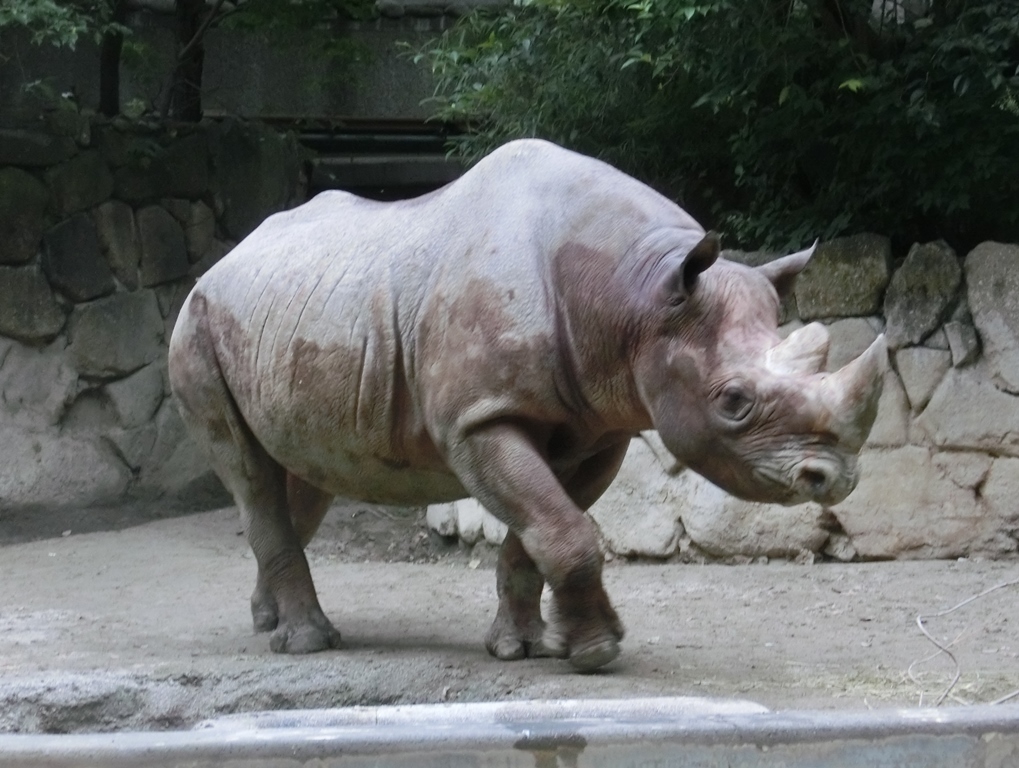 上野動物園のクロサイ 17 09 ごきげんよう 犀たち
