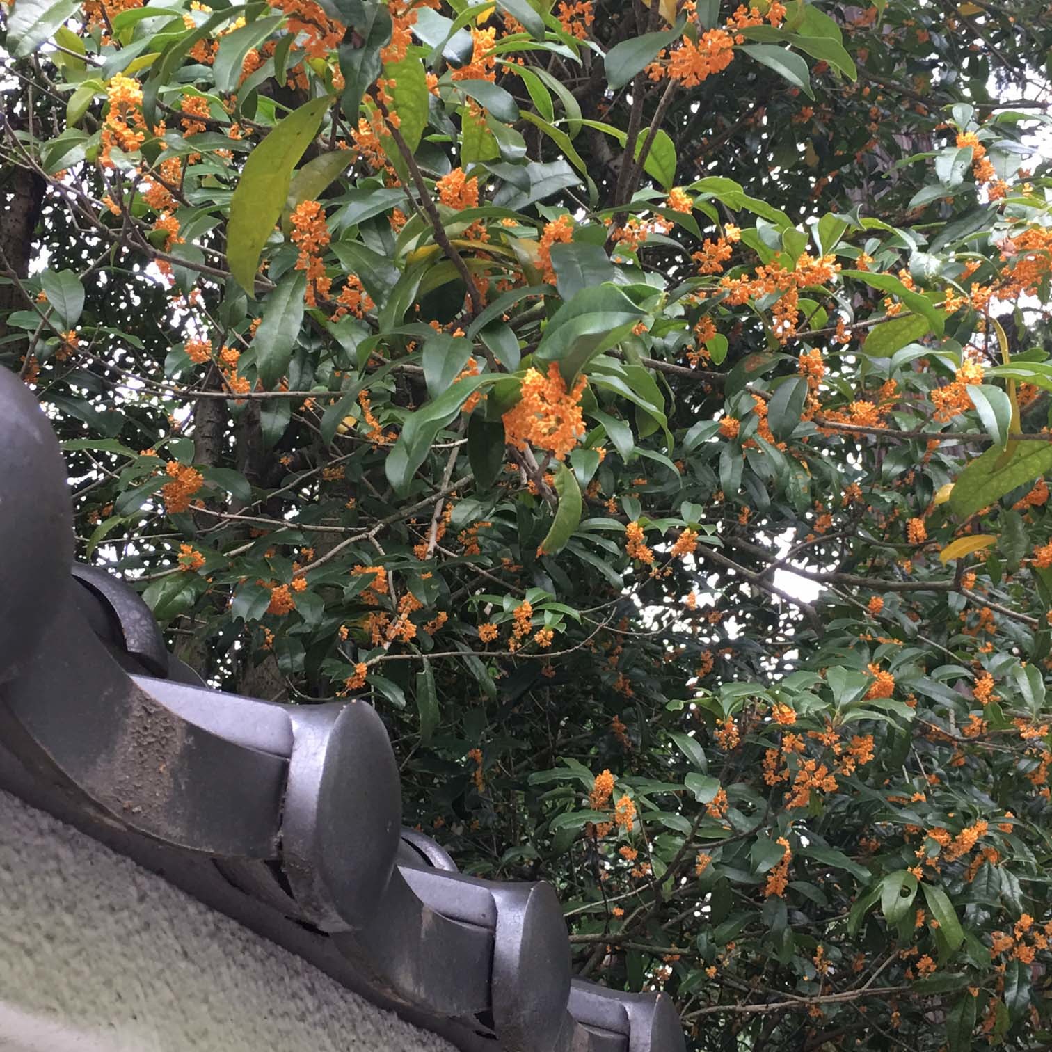 金木犀 a fragrant olive_b0105897_01161314.jpg