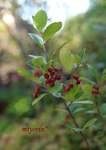a0123003_08434230.jpg