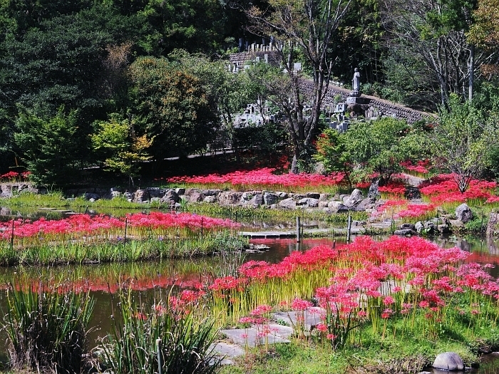 岐阜市山県 大智寺の彼岸花 17 いわしののんびり遊泳 ｖｏｌ ２