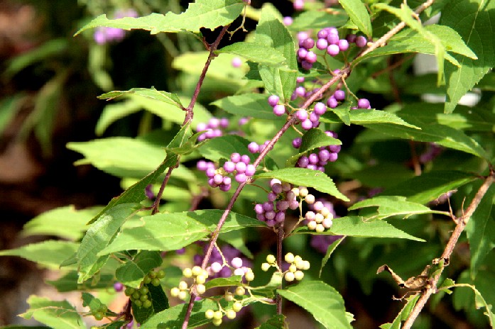 d0140806_9484221.jpg