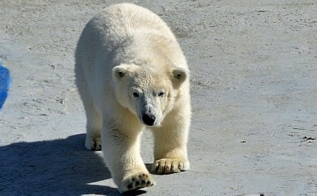 ロシア・ヤクーツク動物園のハールチャーナが11月にサンクトペテルブルクのレニングラード動物園へ_a0151913_20275334.jpg