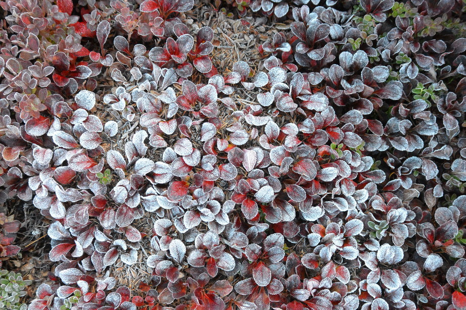 2017年9月 『今年の大雪山の紅葉』 September 2017 \"Autumn color in Dasetsu Mountains, Hokkaido\"_c0219616_09393138.jpg